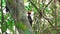 Woodpecker jumping at trunk closeup, slow-motion