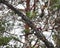 Woodpecker looking for insects on diseased trees