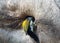 Woodpecker looking into a nest.