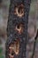 Woodpecker made holes in the tree. A woodpecker drills into the trunk of a dead or dying tree in search of a meal.