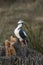 Woodpecker made of wood in the public nature park, Sanddunes Sandweier