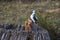 Woodpecker made of wood in the public nature park, Sanddunes Sandweier