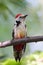 Woodpecker in natural habitat Picoides Pubescens