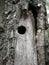 Woodpecker nest