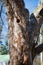 Woodpecker nest in apple tree