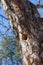 Woodpecker nest in apple tree