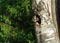 Woodpecker nestling
