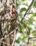 Woodpecker nestling in a hollow of a tree trunk