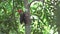 Woodpecker over trunk in super slow-motion