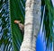 Woodpecker palm tree southern Florida