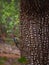 A Woodpecker Paused in Action on a Tree