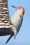 Woodpecker on a Peanut Feeder