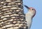 Woodpecker on a Peanut Feeder