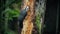 Woodpecker Pecking At Tree In The Forest