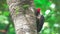Woodpecker pecking at trunk closeup