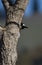 A woodpecker peers around a tree trunk