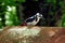 The woodpecker perched at a hollow. White-backed, male