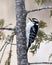 Woodpecker Photo and Image. Close-up profile view climbing tree trunk and perched displaying feather plumage in its environment