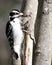 Woodpecker Photo and Image. Male close-up profile view climbing tree trunk and displaying feather plumage in its environment and