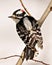 Woodpecker Photo and Image. Male rear view climbing a tree branch with a white background in its environment and habitat