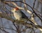 Woodpecker Photo and Image. Red-breasted Nuthatch close-up view perched on a branch with a blur background in its environment and