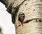 Woodpecker Photo Stock.  Baby bird head out of its nest hole home the nest waiting for parent feeding in its environment and