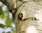 Woodpecker Photo Stock. Baby bird head out of its nest hole home waiting to be feed by parents in its environment and habitat.