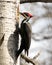 Woodpecker Photo Stock. Close-up profile view perched on a tree trunk with blur background in its environment and habitat drumming