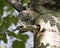 Woodpecker Photo Stock. Flying out of its nest cavity entrance, with spread wings with blur background in its environment and