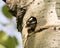 Woodpecker Photo Stock. Head out of its nest hole home guarding and protecting the nest  in its environment and habitat.