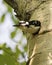 Woodpecker Photo Stock.  Head out of its nest hole home guarding and protecting the nest  in its environment and habitat.