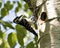 Woodpecker Photo Stock.  perched by its nest home guarding and protecting the nest in its environment and habitat surrounding.