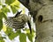 Woodpecker Photo Stock. Perched by its nest home with spread wings with food insect in its environment and habitat surrounding.