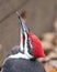 Woodpecker photo stock. Woodpecker head close-up profile view with a blur background in its environment and habitat. Critically