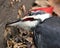 Woodpecker photo stock. Woodpecker head close-up profile view with a blur background woodpeckers making holes in wood siding in