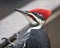 Woodpecker photo stock. Woodpecker head close-up profile view with a brown leaves background in its environment and habitat.