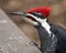 Woodpecker photo stock. Woodpecker head close-up profile view perched with a blur background  in its environment and habitat.