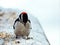 Woodpecker Pondering a Meal