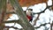 Woodpecker red bird feathers wildlife knocking on wood