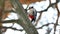 Woodpecker red bird feathers wildlife knocking on wood