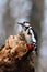 Woodpecker on a rotten log