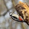 Woodpecker on a rotten tree