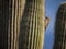 Woodpecker on a Saguaro tree