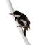 Woodpecker sits on a tree branch isolated on a white
