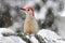 Woodpecker in snow