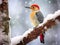 Woodpecker in snow