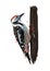 Woodpecker from a splash of watercolor, colored drawing, realistic