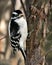 Woodpecker Stock Photo. Close-up female climbing tree trunk and displaying feather plumage in its environment and habitat in