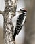 Woodpecker Stock Photo. Close-up profile view climbing and drumming on tree trunk in its environment and habitat in the forest