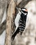 Woodpecker Stock Photo. Close-up profile view climbing tree trunk and drumming in its environment and habitat in the forest with a
